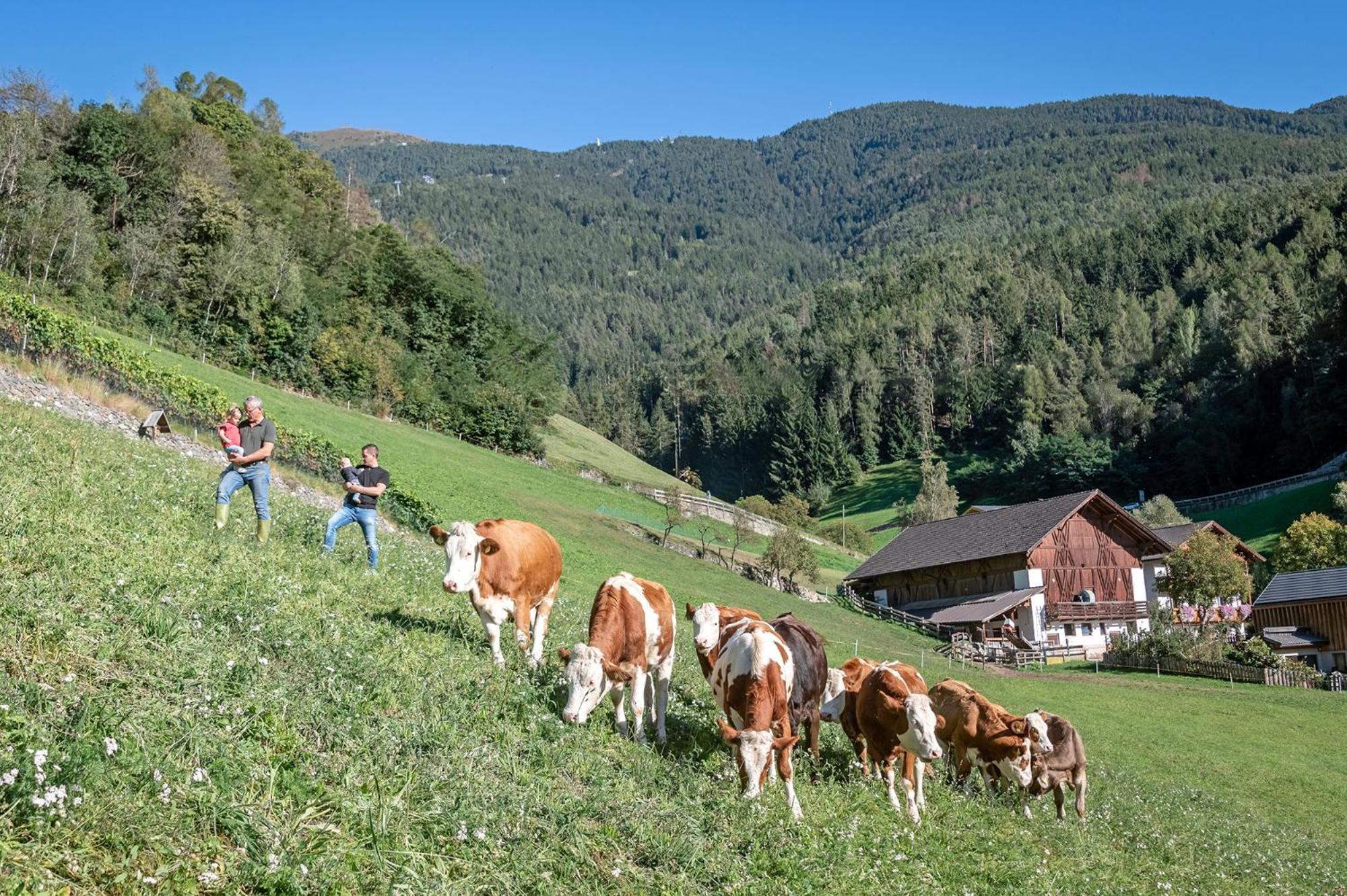 Niederthalerhof Chalets Bressanone Esterno foto